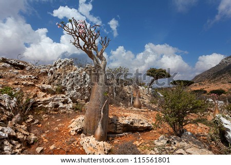 Bottle tree, Socotra, Yemen