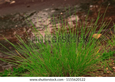 Grass in the morning close up after rains  water and rock background. nature rainy season concept

