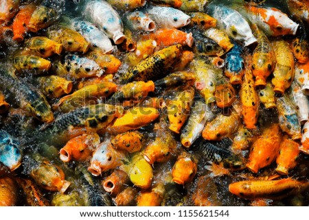 naturally grown free range organic gold fish feeding frenzy in a small artificial lake