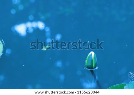 Close​ up​ lotus​flower​ in​ lotus​ pond​
