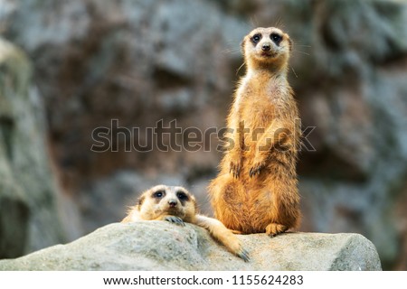 Two meerkats on the rocks
