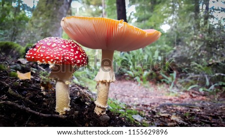 Two wild mushrooms growing in a beautiful in a wet forest. Royalty-Free Stock Photo #1155629896