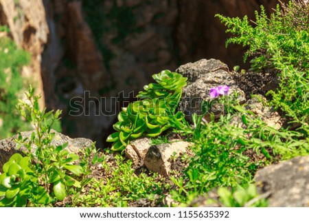 Purple flower on a rock in Primorye.
