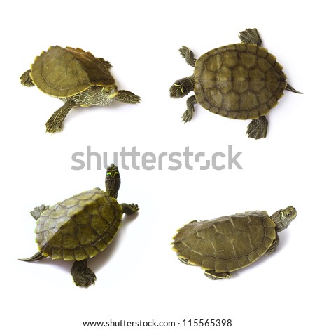 Young freshwater turtles set on white background