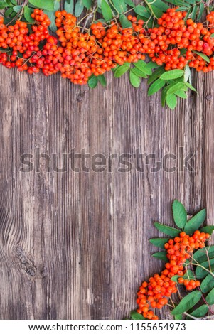 Red rowanberry ash against a textural old wooden surface. Autumn background.