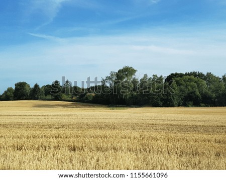Yellow harvested wheat field meadow with green forest trees in the center of screen, bright clear blue sky with soft clouds in the background in Germany countryside