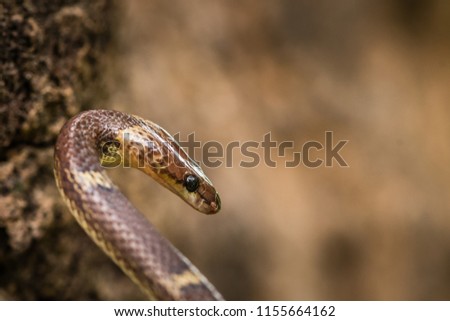This picture of Wolf Snake is taken at Gujarat in India.