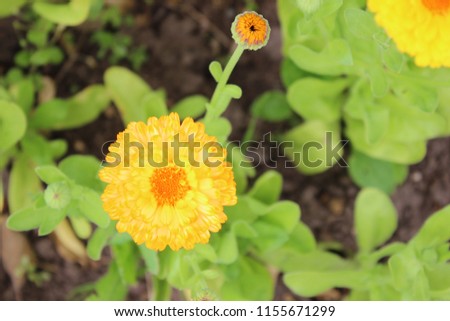Orange flower of marigold