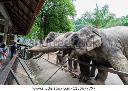 Elephants are asking for food from tourists.