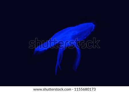 Aurelia aurita, moon jelly or common jellyfish in aquarium Dubai