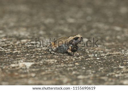 Smith's litter frog, Leptobrachium smithi, Megophryidae