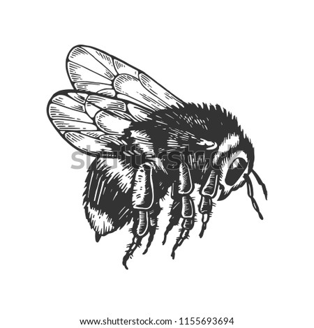 bumblebee insect animal engraving raster illustration. Scratch board style imitation. Black and white hand drawn image.