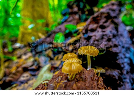 Colorful Mushroom in the nature
