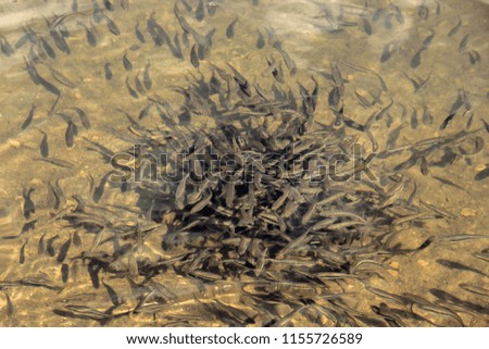 Large groups of small fish feed on shallow water
