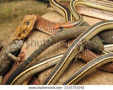 Snake Park Nairobi 