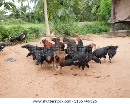 Chickens and hen eating food,Thailand.