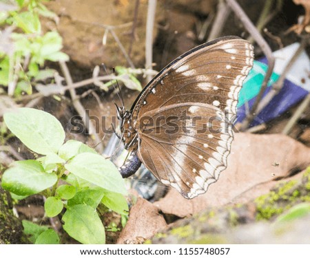 Beautiful butterfly sitting on a leaf with a beautiful wings texture I  I Beautiful design on wings of butterfly stock image in high quality 