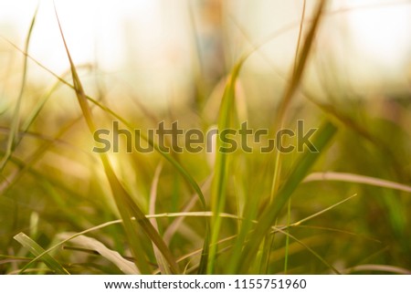 Wild grass long leaf, yellow, brow and green tone, vintage style in summer morning for natural background.