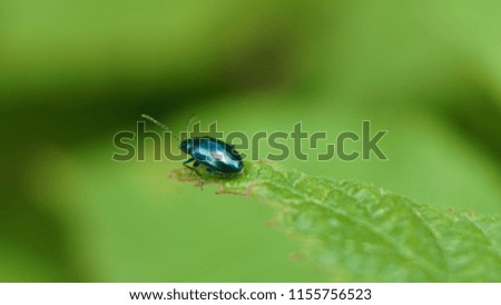 Picture of a beetle in the grass. High-quality macro image of a beetle on a leaf.