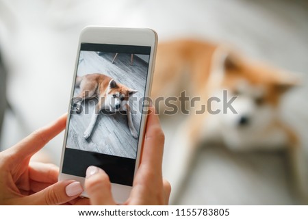 Woman hands holds a smartphone and takes a picture of  dog. Woman hand with mobile smart phone taking a photo of a cute akita inu dog over white background. Happy dog looking at the camera