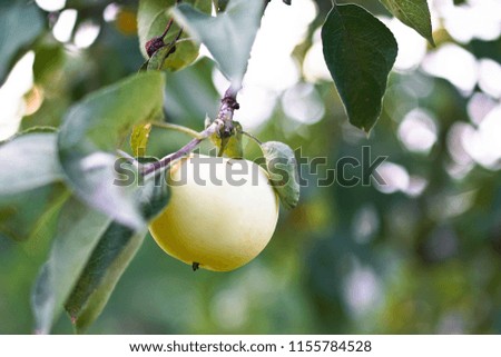 Apple tree close-up. Fruits grow in the natural environment. an ecological product for vegetarians. Stock Photo for design
