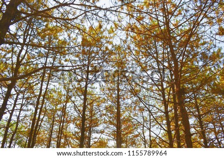 Bottom view of pine forest