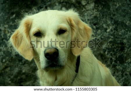 Cute dog Pictures