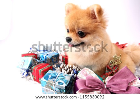 Cute little Pomeranian Dog On Christmas Day And Gifts On A White Background In The Studio.