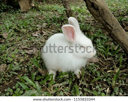 Rabbit in garden, Thailand Phrae.