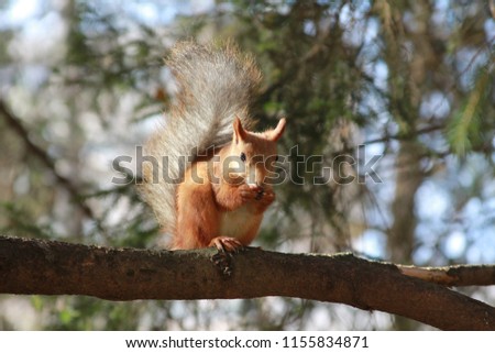 The squirrel sits on an oak branch and eats a nut