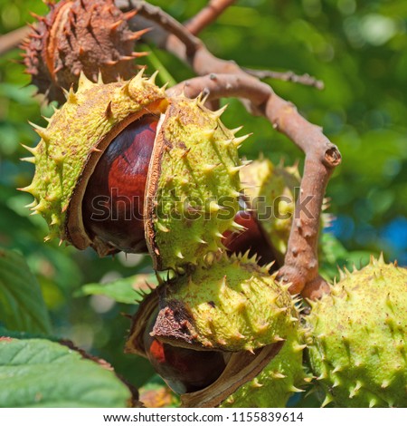 Horse Chestnuts in autumn Royalty-Free Stock Photo #1155839614