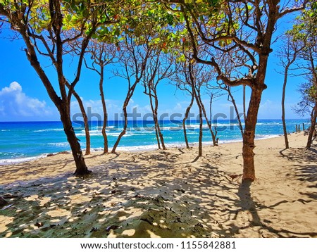 Beach surrounded by trees