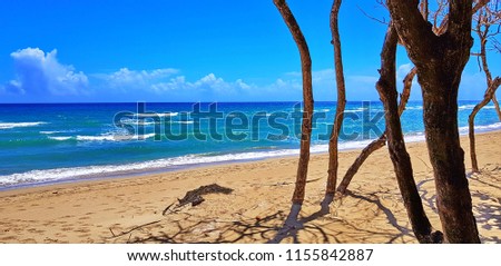 Beach surrounded by trees