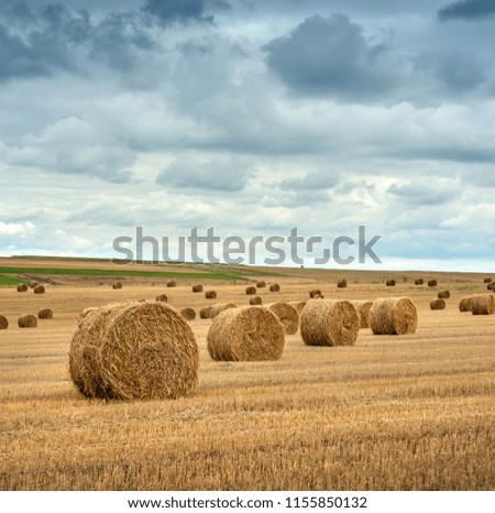 golden straw bales of hay in the stubble field, agricultural field under a blue sky with clouds