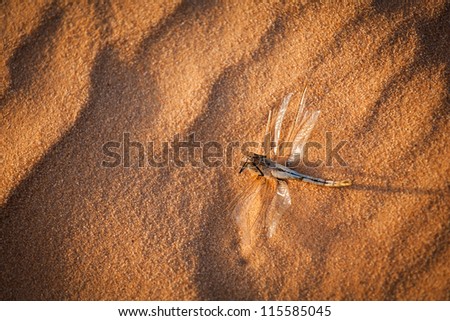 Dead dragonfly on sand