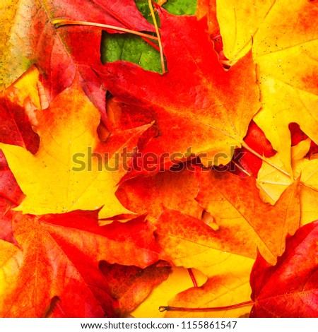 Red and Orange Autumn Leaves Background. Seasonal concept
