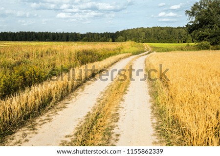 winding country road through fields of wheat and clover. Russian landscape