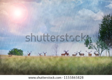 Beautiful young and adult mule red deer bucks (cervus elaphus) herd with growing antlers in the meadow on dramatic monsoon rain storm, cloudy sky background. Majestic animals in natural park. 
