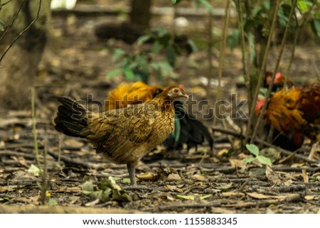 Chicken standing on grass with forest background.Selective focus.
Low angle view