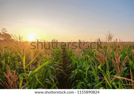 A selective focus picture of organic corn field at agriculture farm in the evening sunset.
