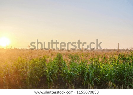 A selective focus picture of organic corn field at agriculture farm in the evening sunset.
