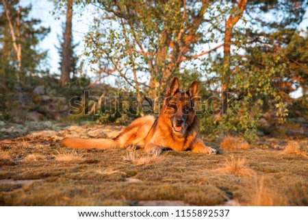 The German Shepherd lies near the trees. Beautiful dog