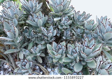 Large grouping of Panda succulents, named after the panda bear, as its leaves’ resemble a panda's fur, this succulent’s leaves are covered with tiny hairs that give it a furry look