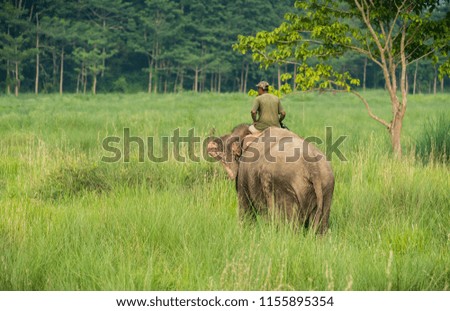 Mahout or elephant rider riding a female elephant. Wildlife and rural photo. Asian elephants as domestic animals
