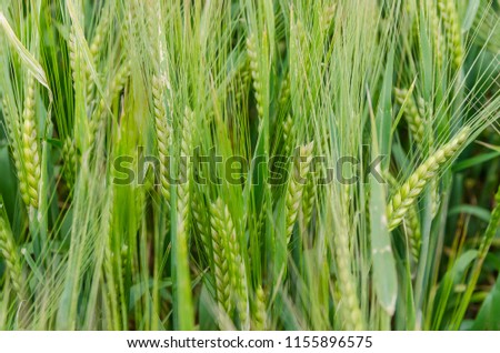 barley ears in the field Royalty-Free Stock Photo #1155896575