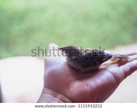 Cute sparrow bird on human hand