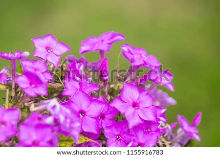Flowers of Purple or Magenta phlox in the garden (Phlox paniculata). Ornamental flower. Cultivated flower of a phlox closeup. on a natural background. Romantic view on pink blossoms of phlox.
