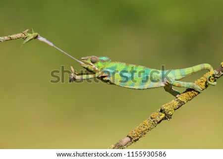 Panther chameleon (Furcifer pardalis) is a species of chameleon found in the eastern and northern parts of Madagascar in a tropical forest biome. 