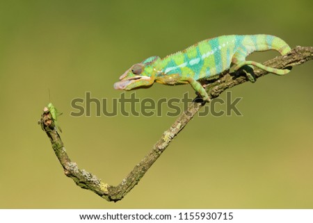 Panther chameleon (Furcifer pardalis) is a species of chameleon found in the eastern and northern parts of Madagascar in a tropical forest biome. 