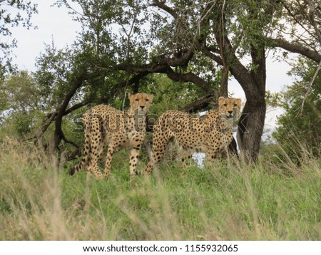 Cheetah in the Kruger National Park, South Africa